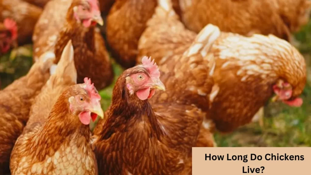 How long do chickens live? Discover the average lifespan of chickens, including different breeds and factors that affect their longevity.