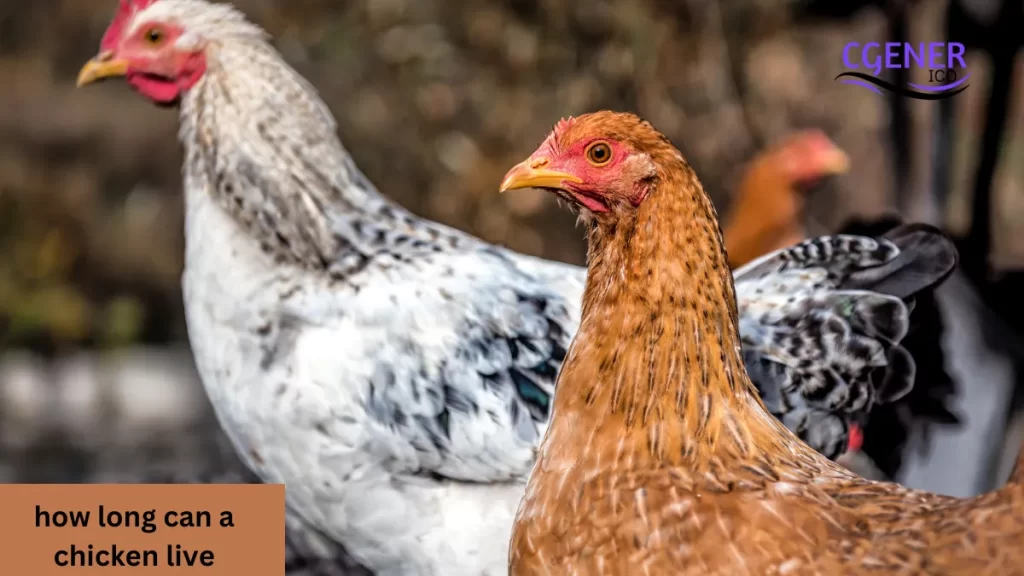 The Secret to How Long a Chicken Can Really Live!